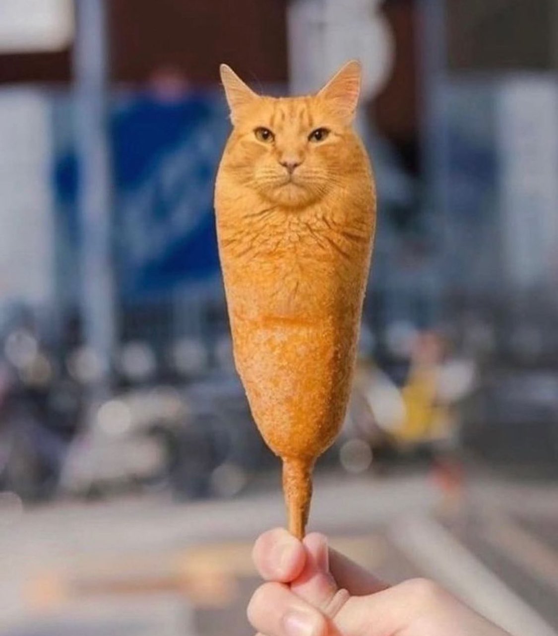кіт-корндог це я
